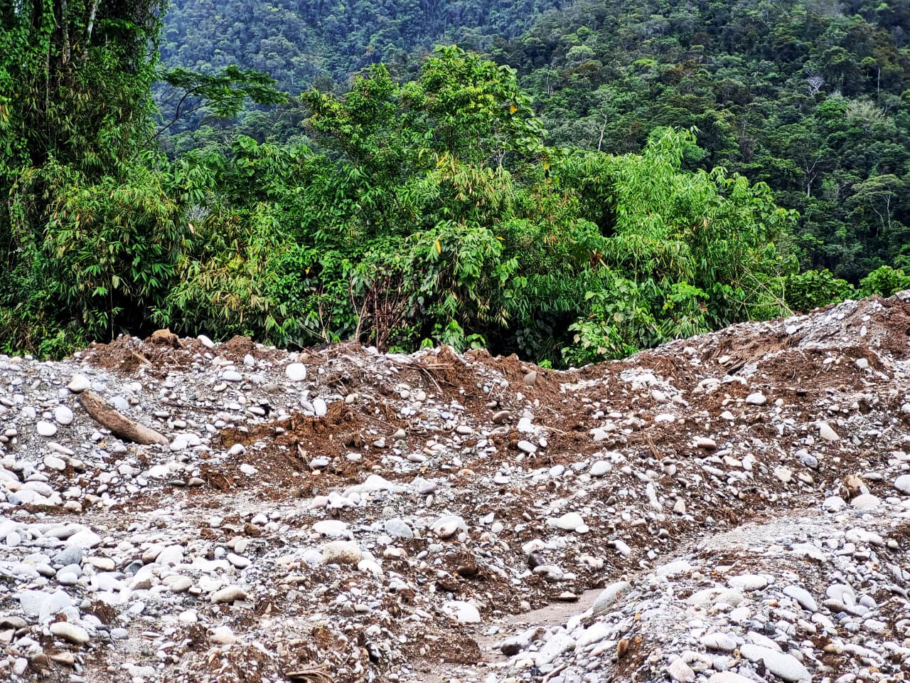 Can “green gold” revive Ecuador’s land degraded by gold mining?