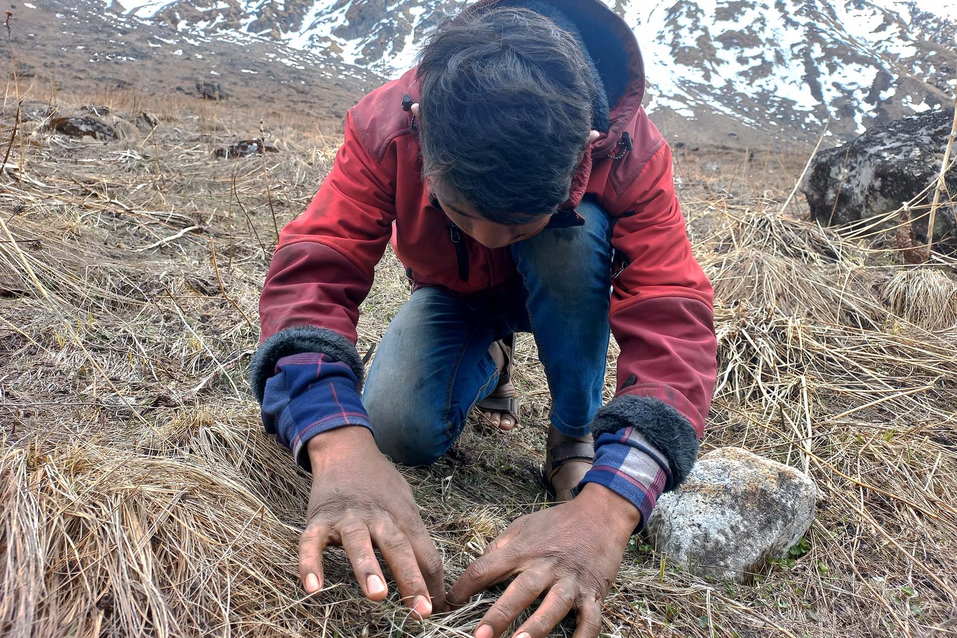Nepal's yarsagumba collectors feel climate heat
