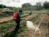 How farmers in Thailand are adapting to climate impacts